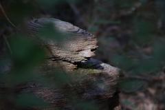 IMG_1185