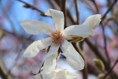 IMG_1621