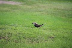 IMG_1744