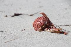 IMG_5571