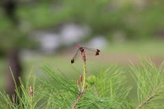 IMG_8290