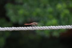 IMG_8436