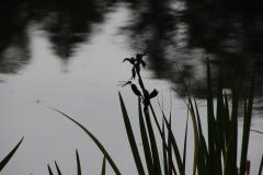 IMG_8443