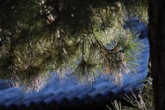 IMG_8569