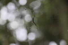 IMG_9074