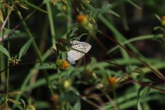 IMG_8712