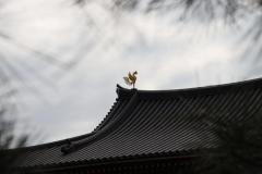 IMG_8767