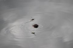 IMG_8775