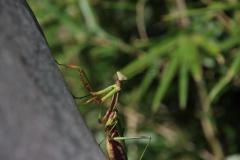 IMG_0164