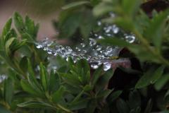 IMG_9901