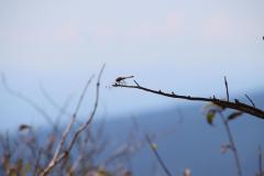 IMG_0203