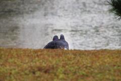 IMG_0461