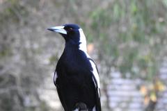 DSCN9218