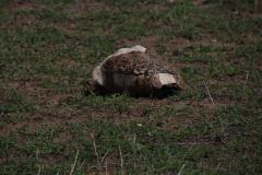 IMG_0315