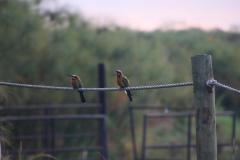 IMG_1335