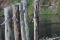 IMG_1409