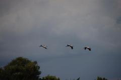 IMG_1681