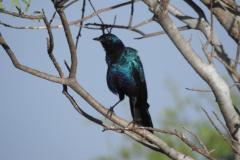 1_DSCN2947