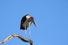 1_DSCN2952