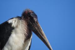 1_DSCN2957