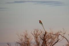 IMG_3655