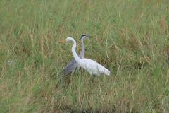 IMG_4599