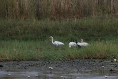 IMG_4956