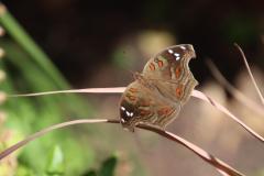 IMG_5487