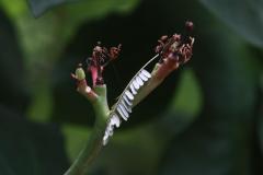IMG_5621
