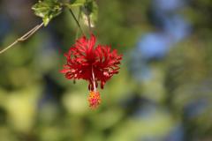 IMG_5587