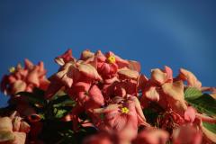 IMG_5737