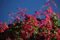IMG_5788