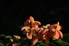 IMG_5792