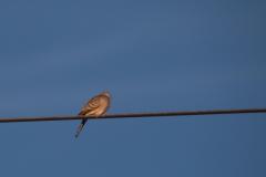 IMG_5868