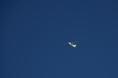 IMG_6456