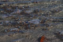 IMG_6888