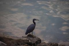 IMG_8262