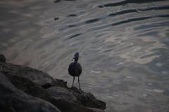 IMG_8266
