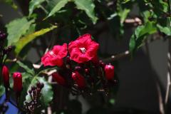 IMG_8414