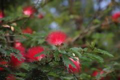 IMG_8736