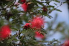 IMG_8739