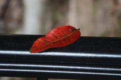 IMG_8919