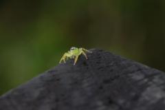 IMG_9010