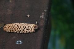 IMG_9031