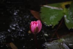 IMG_9801