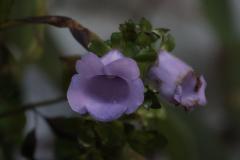 IMG_9888