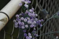 IMG_9925