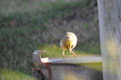 DSCN3436