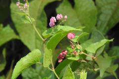 DSCN3497