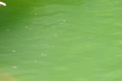 DSCN3960